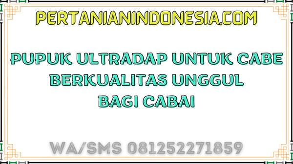 Pupuk Ultradap Untuk Cabe Berkualitas Unggul Bagi Cabai